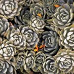 succulents-3693409